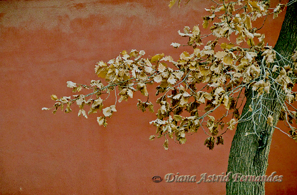 China-tree-with-gold-leaves-against-red-wall